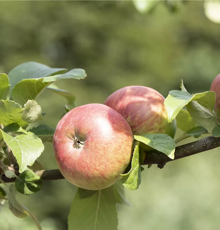 Apfel 'Roter James Grieve' früh