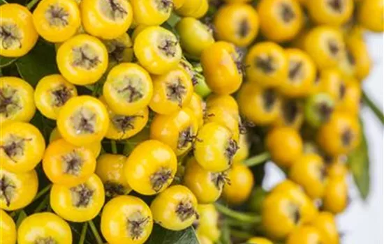 Pyracantha 'Soleil d'Or'