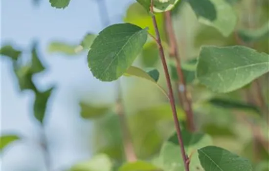 Amelanchier alnifolia 'Obelisk' -R-