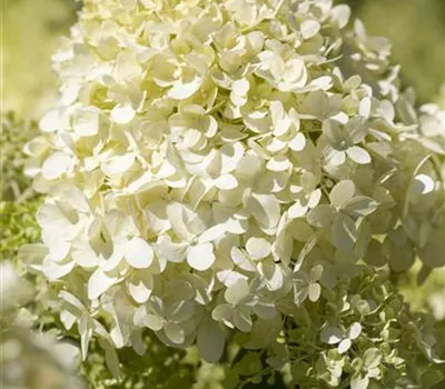 Hydrangea panic. 'Bobo' -R-