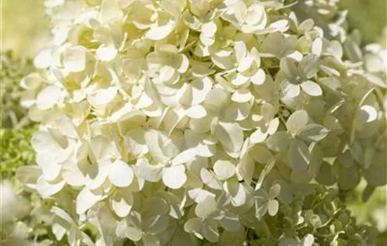 Hydrangea panic. 'Bobo' -R-