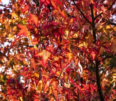 Liquidambar styraciflua 'Worplesdon'