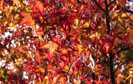 Liquidambar styraciflua 'Worplesdon'