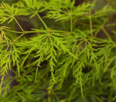 Acer palmatum 'Dissectum'