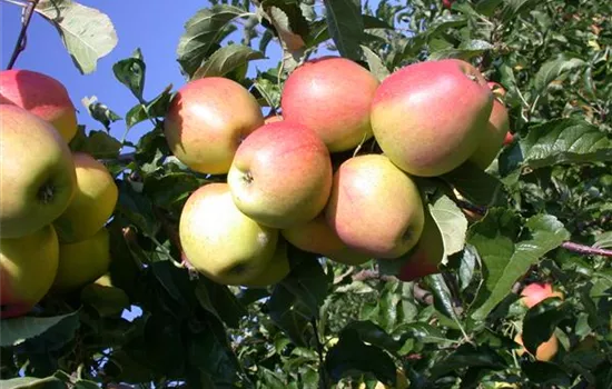 Malus 'Finkenwerder Herbstprinz' CAC