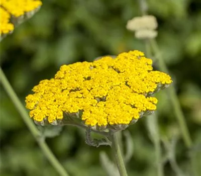 Achillea filipendulina 'Coronation Gold'