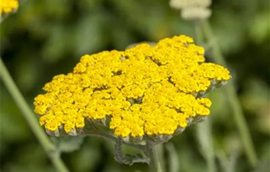 Achillea filipendulina 'Coronation Gold'