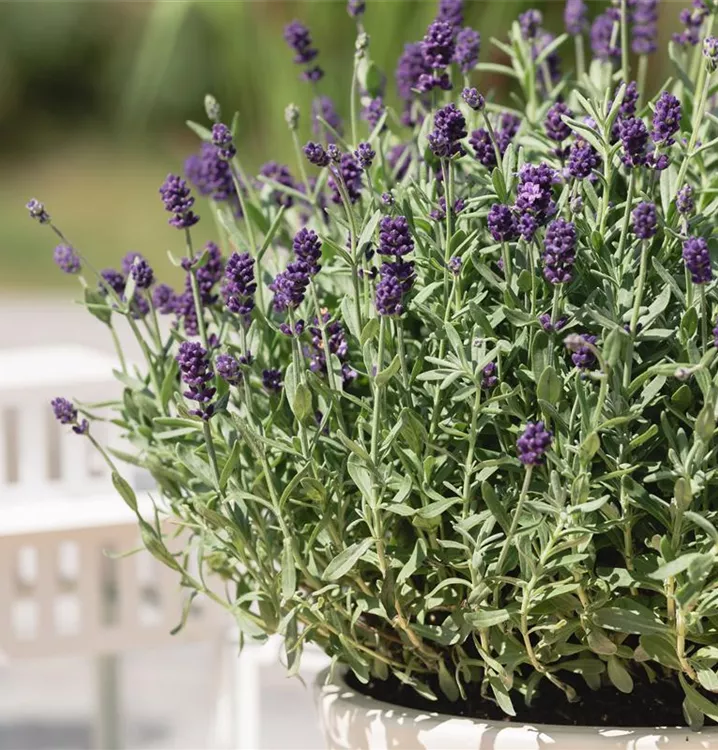 Kompaktwachsender Lavendel