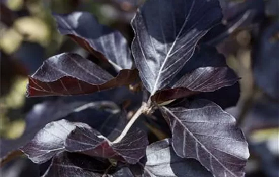 Fagus sylvatica 'Dawyck Purple'