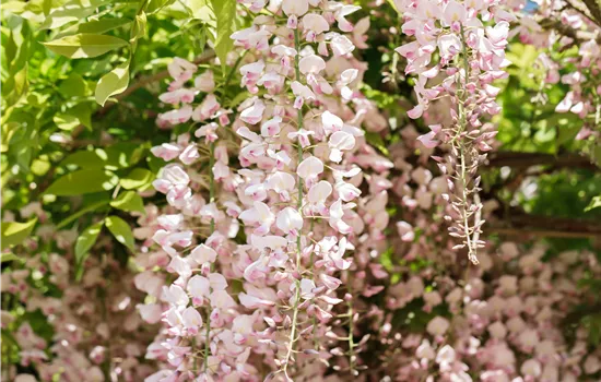 Wisteria floribunda 'Rosea'