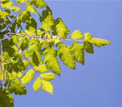 Koelreuteria paniculata