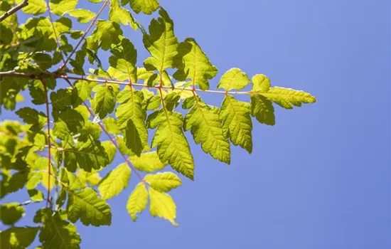 Koelreuteria paniculata