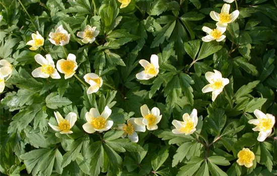 Anemone nemorosa