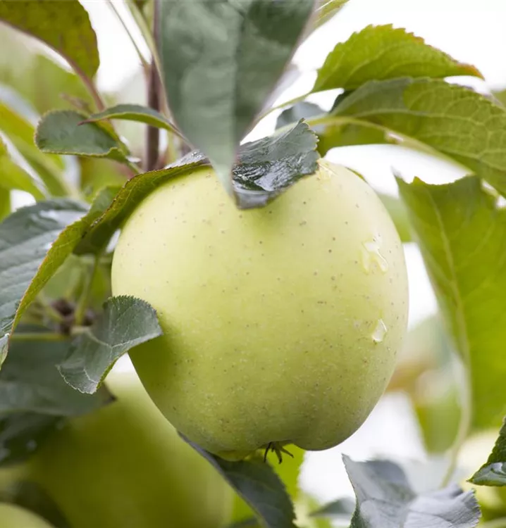 Apfel 'Weißer Klarapfel' früh