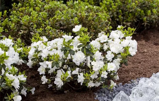 Rhododendron obt.'Schneeperle' -R-