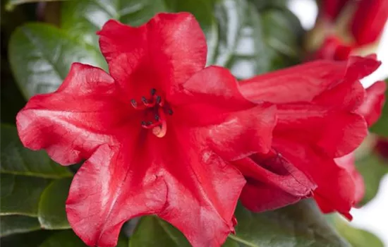 Rhododendron repens 'Scarlet Wonder'