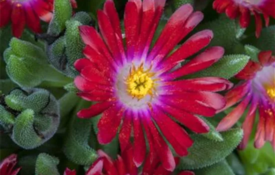 Delosperma congestum