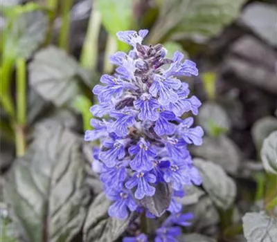 Ajuga reptans 'Braunherz'