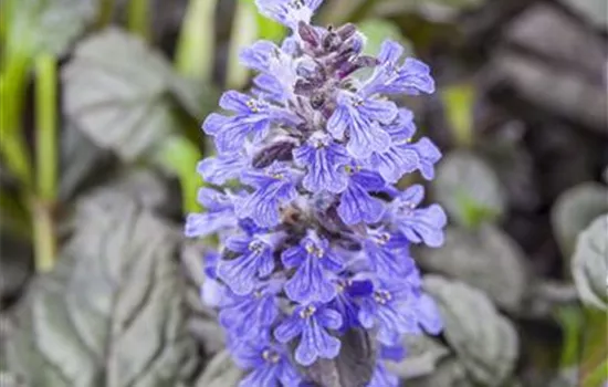 Ajuga reptans 'Braunherz'