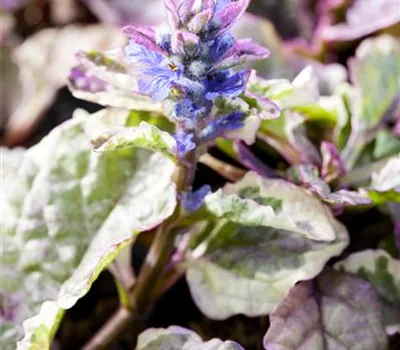 Ajuga reptans 'Burgundy Glow'