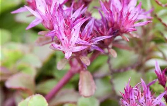 Sedum spurium 'Fuldaglut'