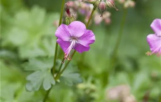 Geranium x cantabrigiense 'Karmina'