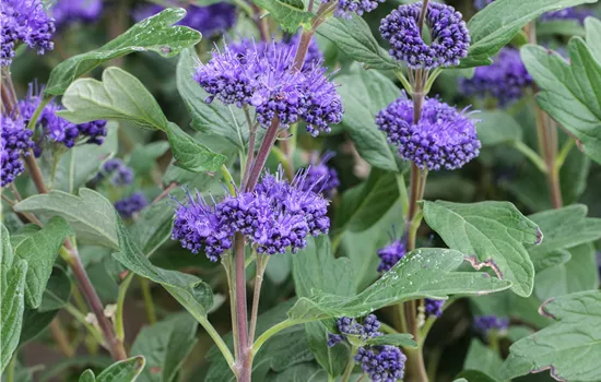 Caryopteris clandonensis 'Grand Bleu' -R-