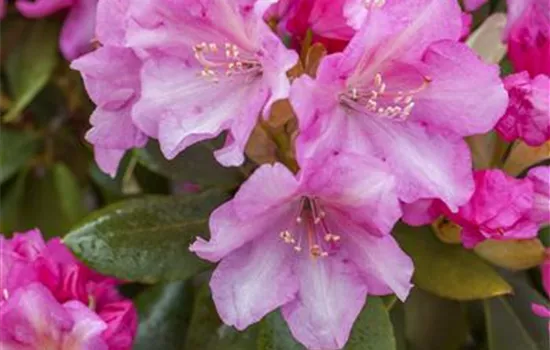 Rhododendron yak.'Blurettia'