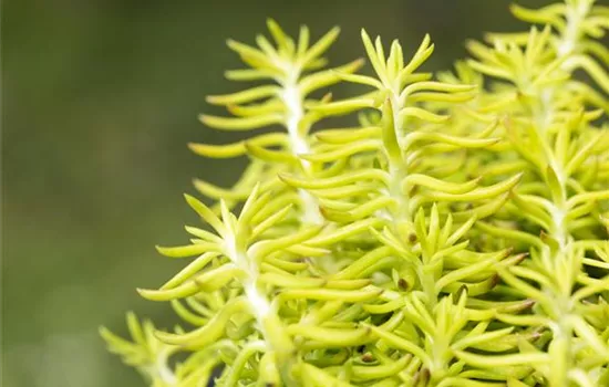 Sedum reflexum