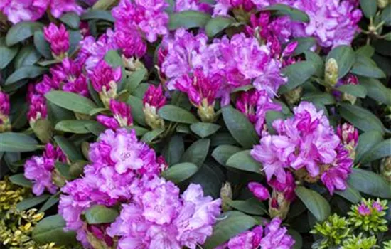 Rhododendron yak.'Lumina'