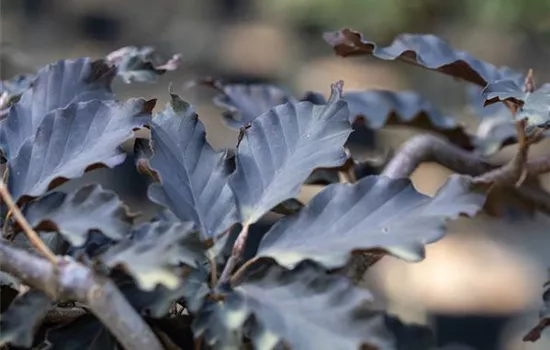 Fagus sylvatica 'Rohan Weeping'