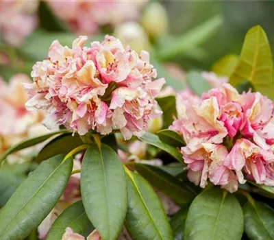 Rhododendron Hybr.'Brasilia'