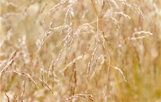 Deschampsia cespitosa 'Goldschleier'