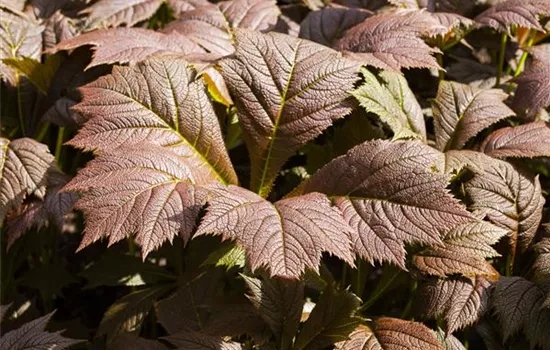 Rodgersia podophylla 'Rotlaub'