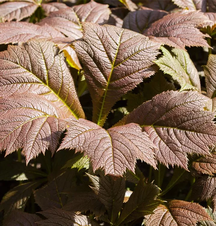 Gestieltblättriges Schaublatt