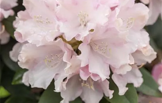 Rhododendron yak.'Schneekrone'