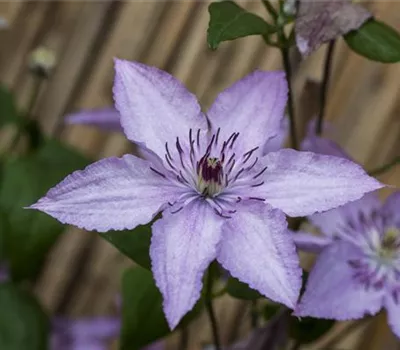 Clematis 'Hagley Hybrid'