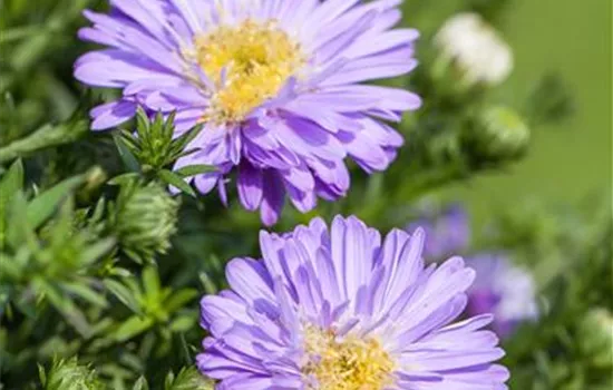 Aster dumosus 'Prof Anton Kippenberg'