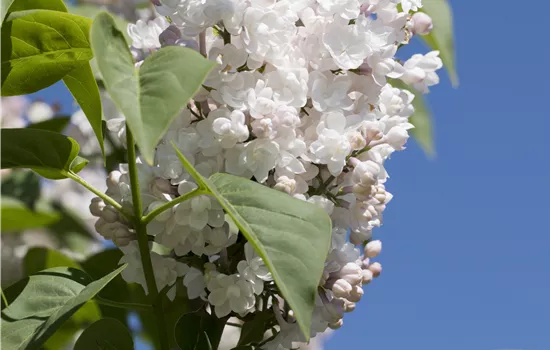 Syringa vulg.'Beauty of Moscow'