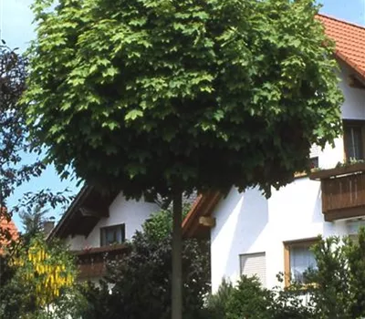 Acer platanoides 'Globosum'