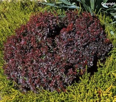 Berberis thunbergii 'Atropurpurea Nana'