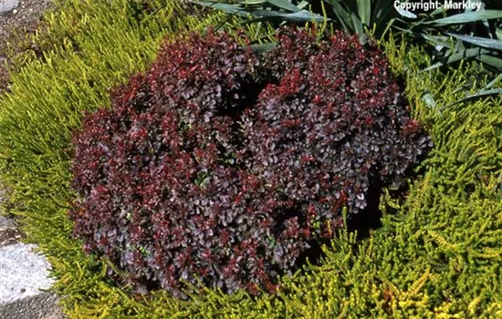 Berberis thunbergii 'Atropurpurea Nana'