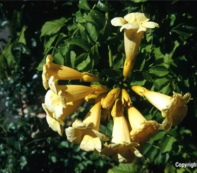 Campsis radicans 'Flava'