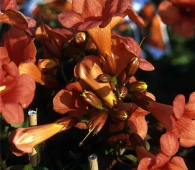 Campsis tagliabuana 'Mme Galen'