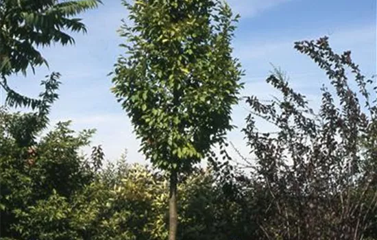 Carpinus betulus 'Fastigiata'