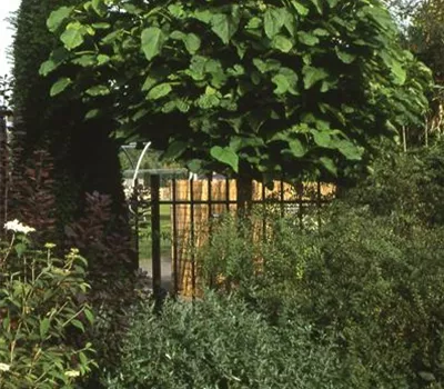 Catalpa bignonioides 'Nana'