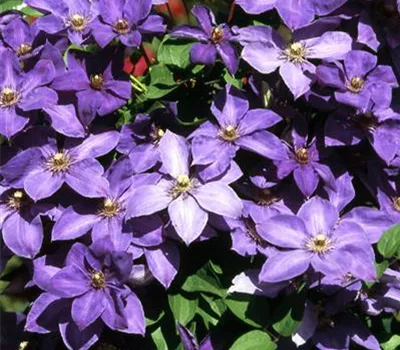 Clematis 'Jackmanii'