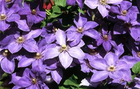 Clematis 'Jackmanii'