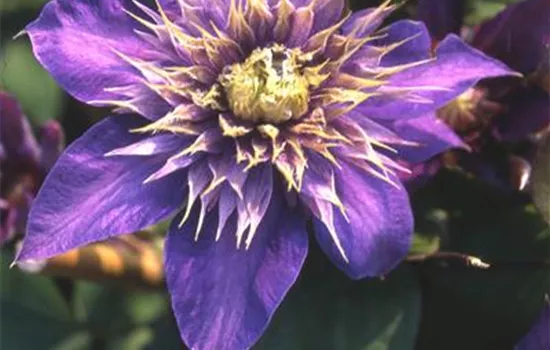 Clematis 'Multi Blue'