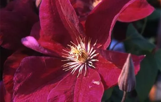 Clematis 'Rouge Cardinal'